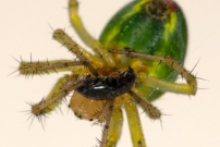 Une femelle en chasse. (Araneae - Araneidae - Araniella sp.)